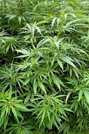 Datei:Cannabis.jpg